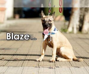 Blaze from Taiwan - Male Mutt Dog for Adoption - Photo #4