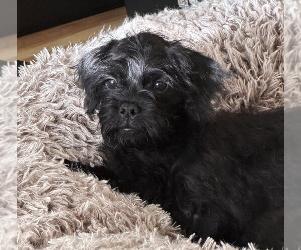 Medium Photo #3 Pug-Shih Tzu Mix Puppy For Sale in Lakewood, CO, USA