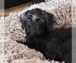 Small #2 Pug-Shih Tzu Mix