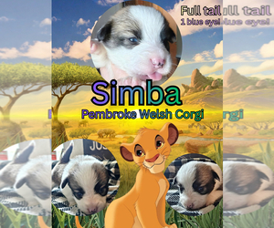 Medium Pembroke Welsh Corgi