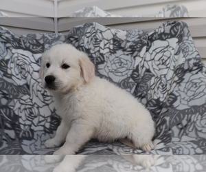 Golden Retriever Puppy for sale in SHILOH, OH, USA
