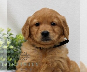 Golden Retriever Puppy for sale in LITITZ, PA, USA