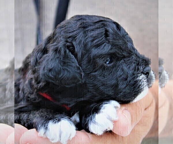 Medium Photo #2 Aussie-Poo-Poodle (Toy) Mix Puppy For Sale in PORT CHARLOTTE, FL, USA