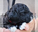 Small #1 Aussie-Poo-Poodle (Toy) Mix