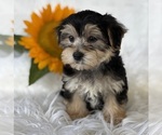 Small #2 Morkie