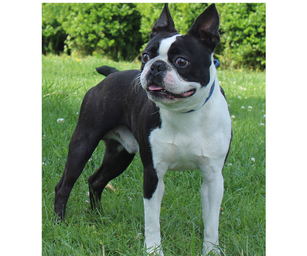 Medium Photo #1 Boston Terrier Puppy For Sale in BROOKSVILLE, FL, USA