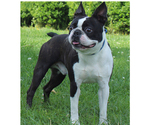 Small Photo #1 Boston Terrier Puppy For Sale in BROOKSVILLE, FL, USA