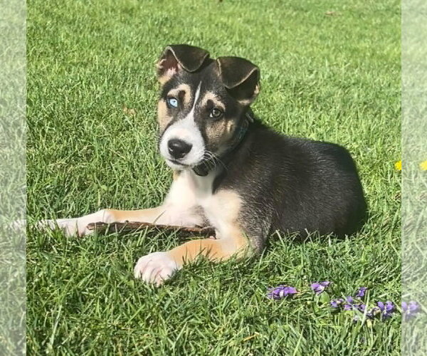 Medium Photo #1 Siberian Husky-Unknown Mix Puppy For Sale in Germantown, OH, USA