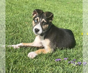 Siberian Husky-Unknown Mix Dogs for adoption in Germantown, OH, USA