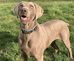 Small Photo #3 Weimaraner Puppy For Sale in MONMOUTH, OR, USA