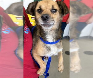 Mutt Dogs for adoption in San Bernardino, CA, USA
