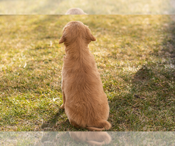 Medium Photo #5 Golden Retriever Puppy For Sale in WOLCOTTVILLE, IN, USA