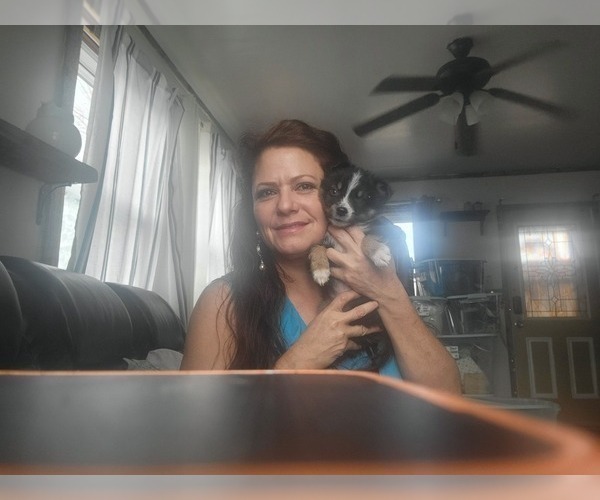 Medium Photo #2 Miniature Australian Shepherd Puppy For Sale in ILIFF, CO, USA