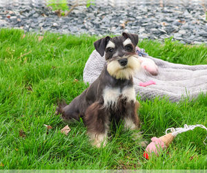 Schnauzer (Miniature) Puppy for sale in SYRACUSE, IN, USA