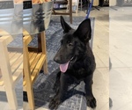 Small #2 German Shepherd Dog