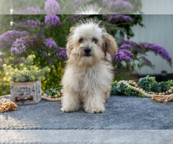 Medium Photo #1 Poovanese Puppy For Sale in CAPAC, MI, USA