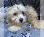 Small Photo #42 Zuchon Puppy For Sale in RENO, NV, USA