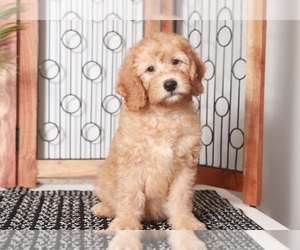 Goldendoodle (Miniature) Puppy for sale in NAPLES, FL, USA