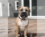 Small #3 Mastiff Mix