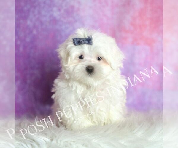 Medium Photo #37 Maltese Puppy For Sale in WARSAW, IN, USA