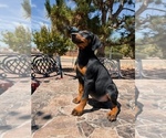 Small #2 Doberman Pinscher
