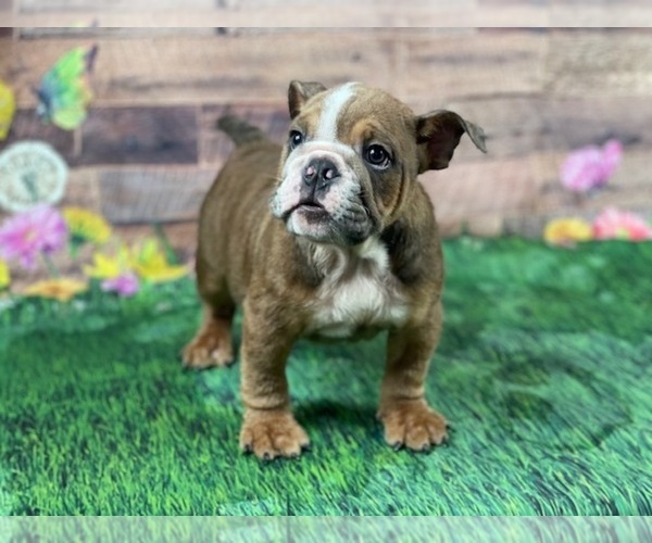 Medium Photo #1 Bulldog Puppy For Sale in POWHATAN, VA, USA