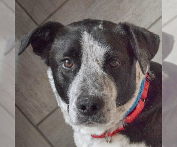 Medium Photo #1 Border Collie-Unknown Mix Puppy For Sale in Huntley, IL, USA