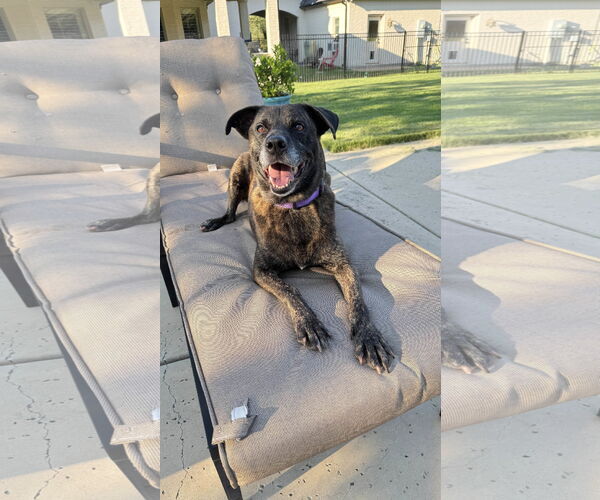 Medium Photo #10 Labrador Retriever-Unknown Mix Puppy For Sale in Fort Worth, TX, USA