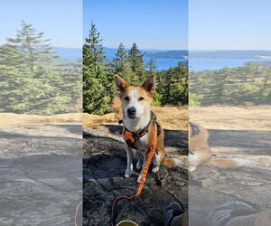 Mutt Dogs for adoption in Woodland, CA, USA