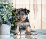 Small Photo #2 Yorkshire Terrier Puppy For Sale in QUARRYVILLE, PA, USA