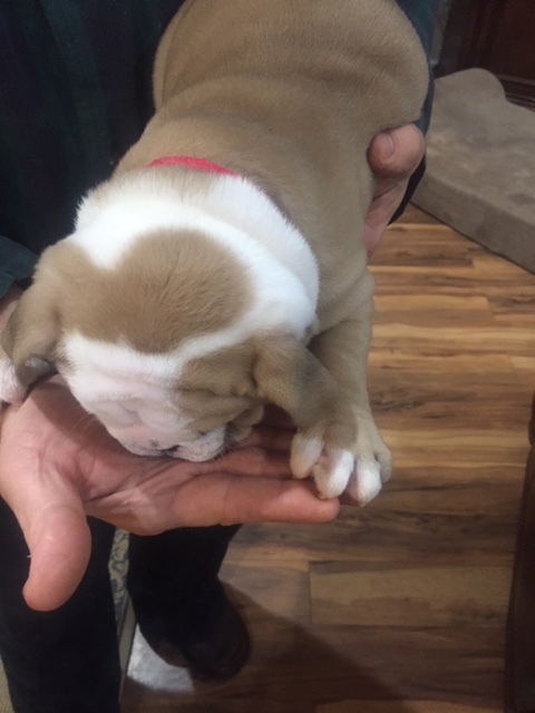Medium Photo #4 English Bulldog Puppy For Sale in HILLSBORO, NC, USA