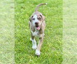 Small #12 Catahoula Leopard Dog