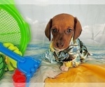 Small #13 Dachshund