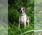 Small #2 Mutt