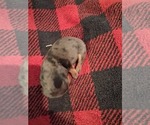Small #4 Dachshund