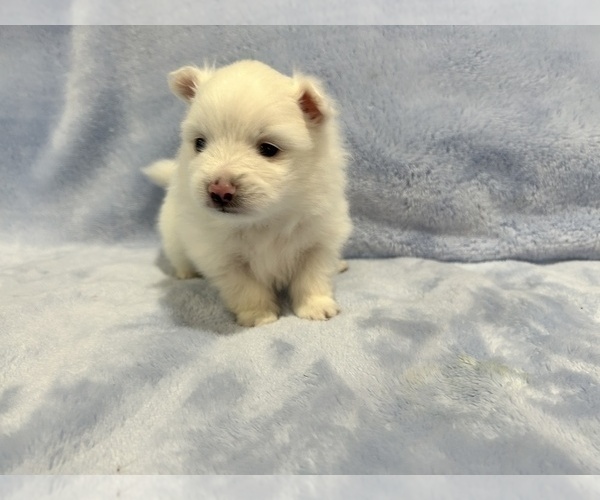 Medium Photo #32 Pomeranian Puppy For Sale in DES MOINES, WA, USA
