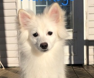 Pomsky Puppy for sale in SAVOY, MA, USA