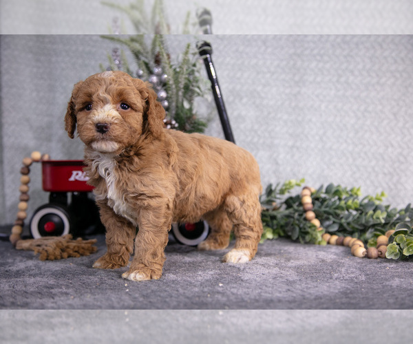 Medium Photo #14 Poodle (Miniature) Puppy For Sale in WOLCOTTVILLE, IN, USA