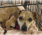 Small #5 Dachshund Mix