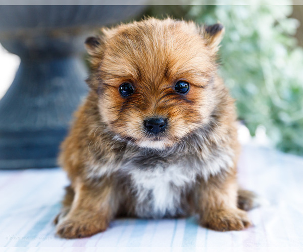 Medium Photo #2 Yoranian Puppy For Sale in WAKARUSA, IN, USA
