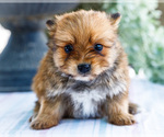 Puppy 1 Yoranian