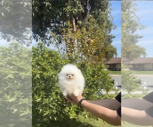 Pomeranian Puppy for sale in EASTVALE, CA, USA