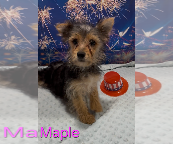 Medium Photo #3 Yorkshire Terrier Puppy For Sale in AZLE, TX, USA