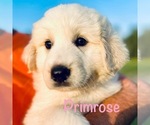 Puppy Primrose Great Pyrenees