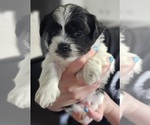 Puppy Woody Zuchon
