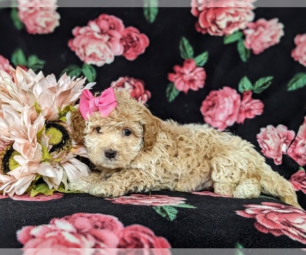 Medium Photo #4 Bichpoo Puppy For Sale in LINCOLN UNIVERSITY, PA, USA
