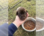 Small #8 German Shorthaired Pointer