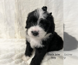 Bernedoodle Puppy for Sale in BENNETT, Colorado USA