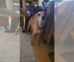 Small Photo #10 Mountain Cur-Rhodesian Ridgeback Mix Puppy For Sale in Holly Springs, NC, USA