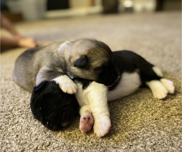Medium Photo #8 Akita Puppy For Sale in GREELEY, CO, USA